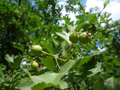 Crataegus ucrainica