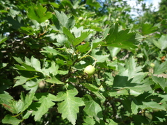 Crataegus ucrainica