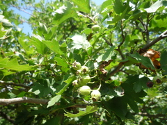 Crataegus ucrainica