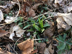 Silene stellata