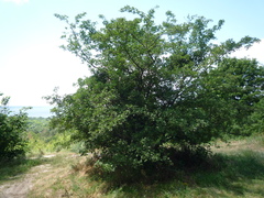 Crataegus ucrainica