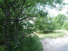 Crataegus ucrainica