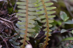 Pleopeltis polypodioides