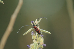 Tylosis jimenezii