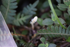Pleopeltis polypodioides
