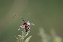 Tylosis jimenezii