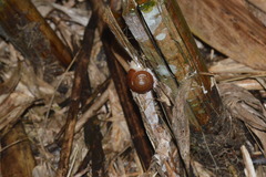 Quantula striata