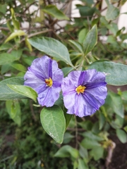 Lycianthes lycioides