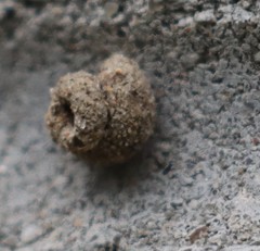 Apterona helicoidella