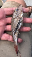 Prionotus longispinosus