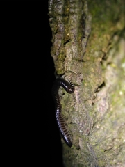 Tachypodoiulus niger