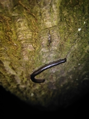 Tachypodoiulus niger