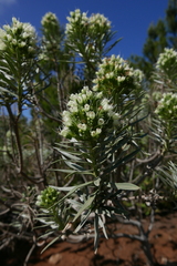 Echium leucophaeum