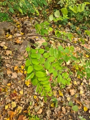 Robinia pseudoacacia