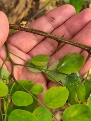 Robinia pseudoacacia