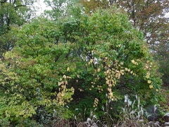 Syringa reticulata