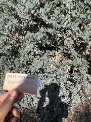 Dendromecon harfordii