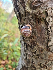 Cepaea nemoralis