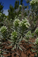 Echium leucophaeum