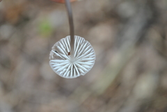 Mycena abramsii