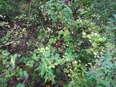 Symphoricarpos albus
