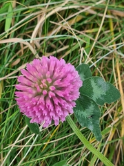 Trifolium pratense