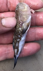 Kathetostoma albigutta