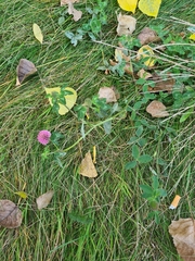 Trifolium pratense