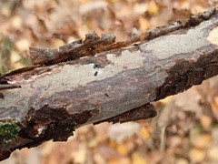 Vuilleminia comedens