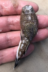 Kathetostoma albigutta