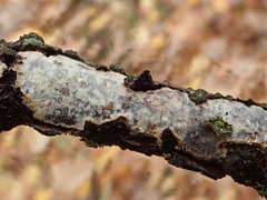 Vuilleminia comedens