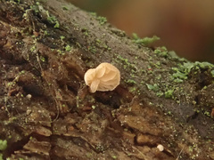 Simocybe haustellaris