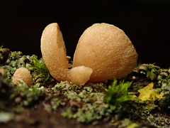 Simocybe haustellaris