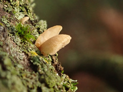 Simocybe haustellaris