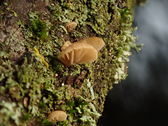 Simocybe haustellaris
