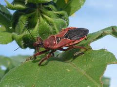 Apiomerus cazieri