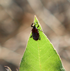 Rhodobaenus tredecimpunctatus