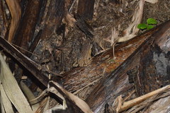 Ingerophrynus parvus