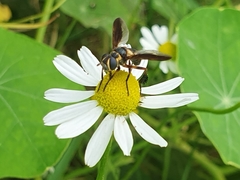 Trichopoda plumipes