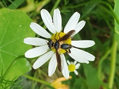 Trichopoda plumipes