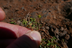 Cotula australis image