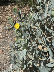 Dendromecon harfordii