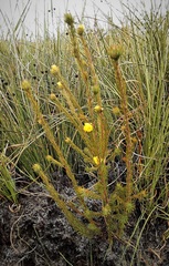 Pultenaea divaricata