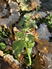 Lamium purpureum