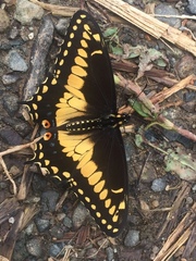Papilio polyxenes americus