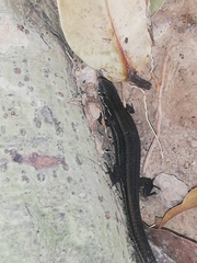 Cercosaura