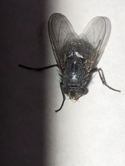 Calliphora vicina