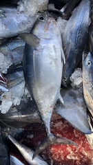 Thunnus atlanticus