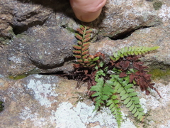 Asplenium bradleyi image