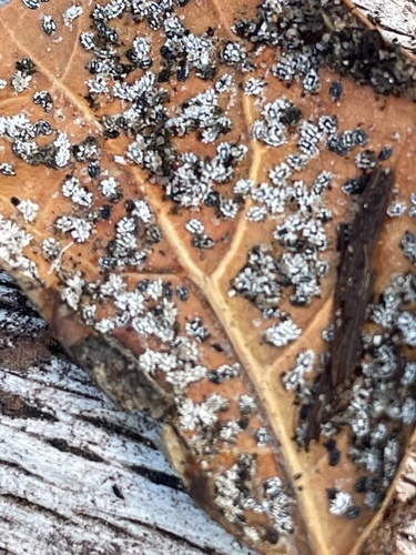Crown Whitefly photo 4